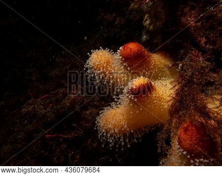 A Closeup Picture Of A Feeding Soft Coral Dead Mans Fingers Or Alcyonium Digitatum. Picture From The