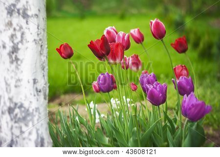 Tulip Flower Floral Spring Plants Nature