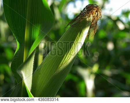 Sweetcorn Ripens In Summer Plantation Farmland Ready For Harvest