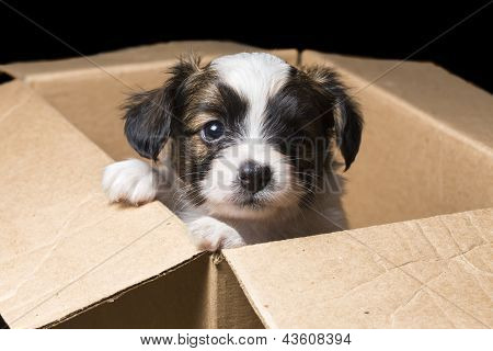 Papillon hvalp i en karton