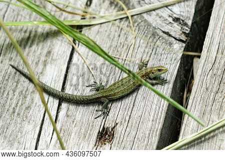Sand Lizard Basking On Nature Trail On Wooden Boards In A Nature Reserve Randu Meadows