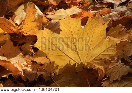 Autumn Fallen Leaf Of Maple Tree Glowing In Sunlight, Beautiful Nature Background