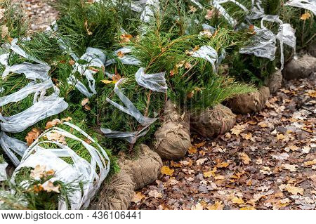 Row Of Many Thuja Or Cedar Wrapped Tree Aaplings Delivering From Plant Nursery And Seedlings For Gar