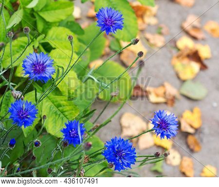 Cornflower, Centaurea Cyanus, Asteraceae. Blue Flowers Of Cornflowers On The Autumn Background. Blur
