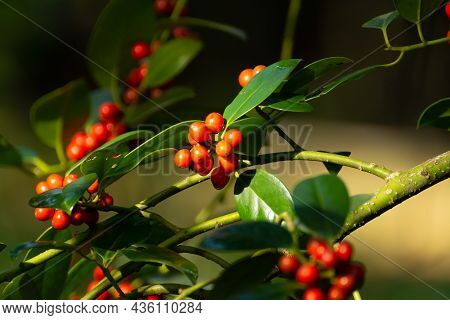 Red Ripe Berries Of Ilex Aquifolium Plant