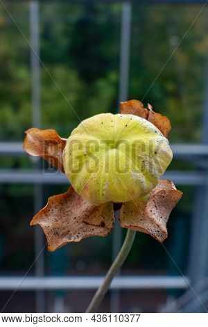 Botanical Collection, Different Carnivorous Plants Which Trapping And Consuming Animals And Protozoa