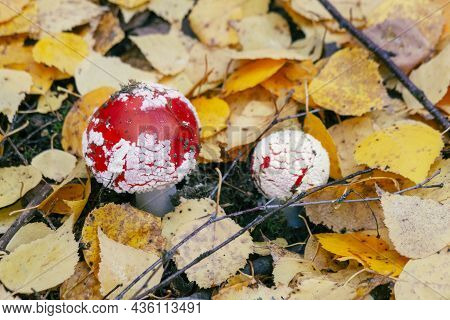 A Small Poisonous Fly Agaric Grows Through The Fallen Autumn Foliage. The Concept Of Dangerous Toxic