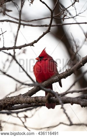 Beautiful Single Bright Red Male Northern Cardinal Looking To The Side Sitting Perched In A Small Tr