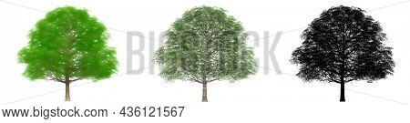Set or collection of Cherrybark Oak trees, painted, natural and as a black silhouette on white background. Concept or conceptual 3d illustration for nature, ecology and conservation, strength, beauty