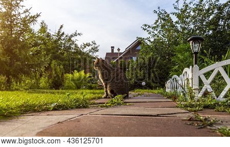 A Blooming Garden In The Backyard In The Summer.