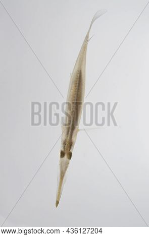 Small Pipe Fish Native To Asia Living In Rice Paddies With Its Strange Long Mouth And See Though Bod