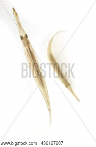 Small Pipe Fish Native To Asia Living In Rice Paddies With Its Strange Long Mouth And See Though Bod
