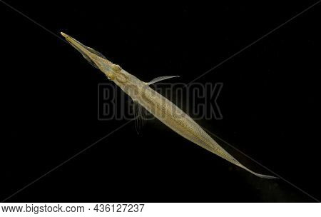 Small Pipe Fish Native To Asia Living In Rice Paddies With Its Strange Long Mouth And See Though Bod