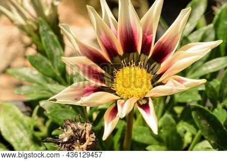 Gazania Very Pretty Colorful Opened Garden Flower
