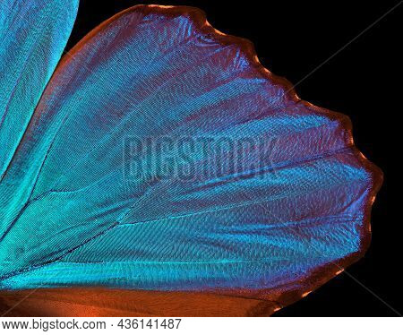 Wings Of A Butterfly Morpho Texture Background. Morpho Butterfly.