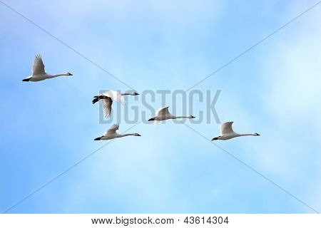 Cisnes de la Tundra (cygnus Columbianus) migra en primavera