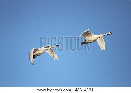 Cisnes de la tundra migrar en primavera