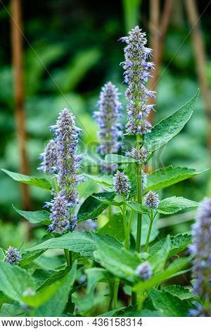 Agastache Blue Fortune Blue Fortune Anise Hyssop in a herbaceous border