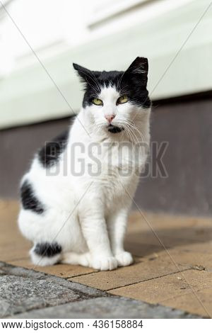 Stray Black White Cat With Green Eyes, Without The Tip Of The Earr Sitting Down On Sidewalk Or Pavem