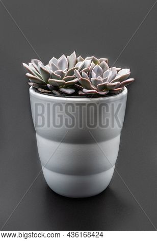 Succulent Icheveria In A White Pot On A Gray Background