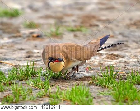 Collared Pratincole (Glareola pratincola) in the wild