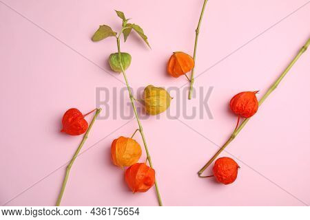 Physalis Branches With Colorful Sepals On Pink Background, Flat Lay