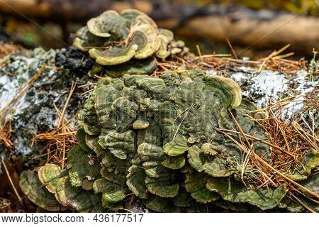 Pholiota Aurivella. Golden-colored Mushrooms Grow On A Tree