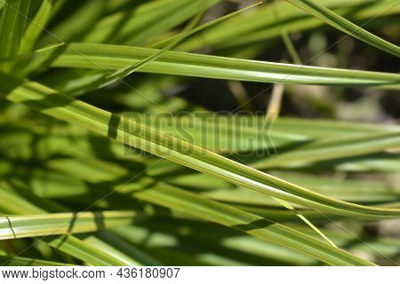 Japanese Sedge Everlime - Latin Name - Carex Oshimensis Everlime