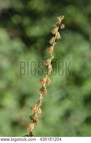 Common Agrimony Seeds - Latin Name - Agrimonia Eupatoria