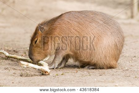 Capybara (hydrochoerus Hydrochaeris) Sitting In The Sand