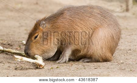 Capybara (hydrochoerus Hydrochaeris) Sitting In The Sand