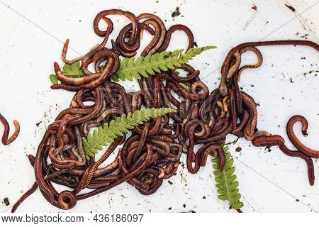 Breeding Red Worms Dendrobena. Fertile Soil. Natural Soil Improvement. Fishing Worms