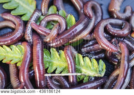 Breeding Red Worms Dendrobena. Fertile Soil. Natural Soil Improvement. Fishing Worms