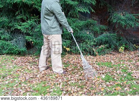The Man With Rake Removes Fallen Leaves.the Gardener Removes Of Fallen Leaves.fallen Leaves. Autumn 