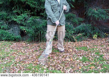 The Man With Rake Removes Fallen Leaves.the Gardener Removes Of Fallen Leaves.fallen Leaves. Autumn 