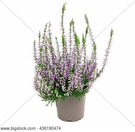 Blooming Heather Flowers In A Pot Isolated On A White Background. Gardening.common Heather.bush Of F