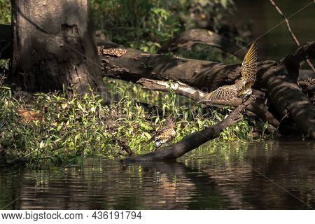 Wildlife Photograph Of A Pair Of Northern Flicker Woodpecker Birds On A Branch Sticking Out Of The W
