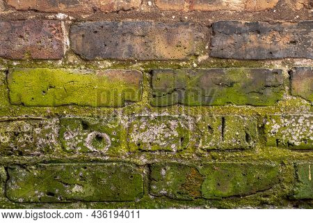 Close Up Background Wall Texture Of Old Weathered Common Clay Brick Masonry With Green Moss And Effl