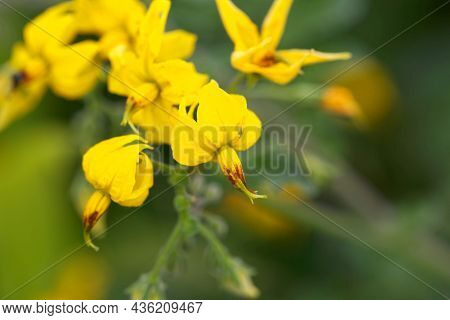 Flower Of The Nightshade Solanum Peruvianum