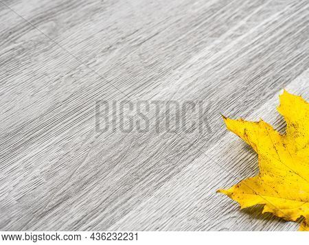 A Real Maple Leaf With Bright Yellow Color Laying In The Corner Of Image And Isolated On A Backgroun