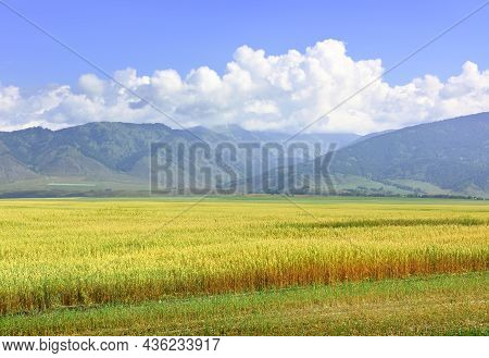 White Fluffy Clouds Over Green Mountains And A Ripe Rural Field. Siberia, Russia