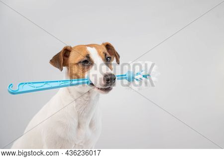 Jack Russell Terrier Dog Holds A Blue Toilet Brush In His Mouth. Plumbing Cleaner