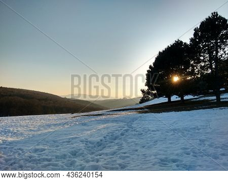 Beautiful Sunset In The Forest: Silhouette Of Trees And Colorful Sunset In The Background. Clear Sky