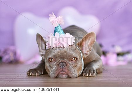 Cute French Bulldog Dog With Birthday Part Hat In Front Of Blurry Pastel Violet Purple Background