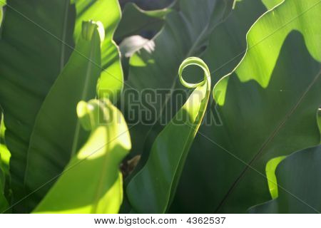 Feuilles d'un Tropical Plant - asplenium