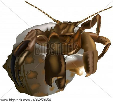 Brown Hermit Crab (paguristes Cadenati) - Colored Illustration Isolated On White Background, Vector