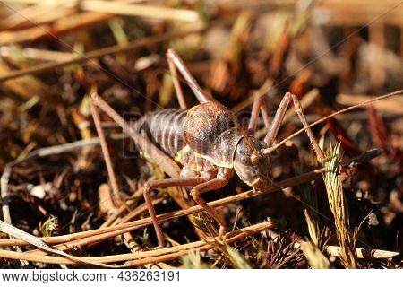 Locusts, Acridas Are Several Species Of Insects Of The True Locust Family, Capable Of Forming Large 