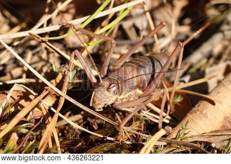 Locusts, Acridas Are Several Species Of Insects Of The True Locust Family, Capable Of Forming Large 