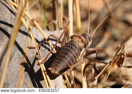 Locusts, Acridas Are Several Species Of Insects Of The True Locust Family, Capable Of Forming Large 