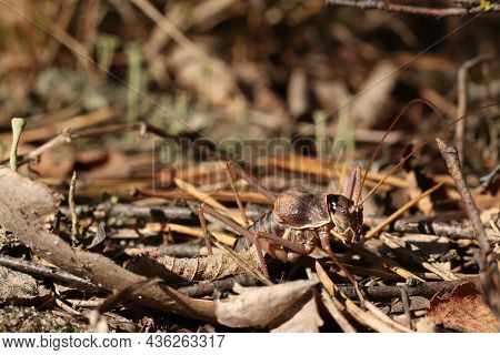 Locusts, Acridas Are Several Species Of Insects Of The True Locust Family, Capable Of Forming Large 